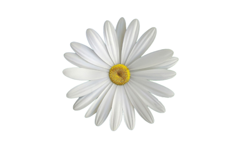 Marguerite décorative